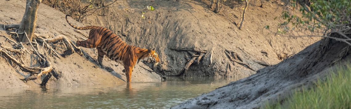 Durga Puja & Sundarbans Expedition