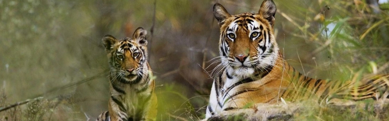 Umred Karandala Wildlife Sanctuary