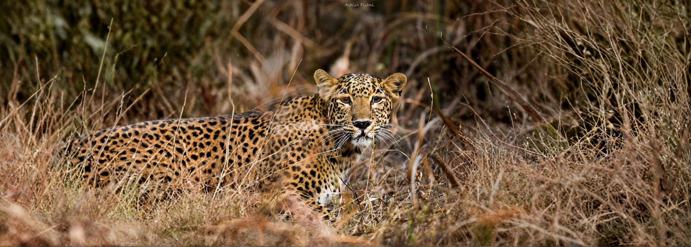 Young Naturalist Bootcamp ( Satpura National Park)