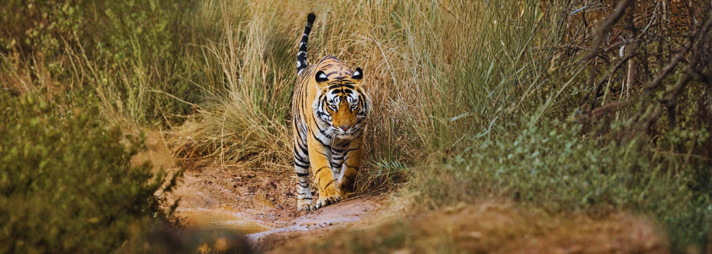 Ranthambore National Park (Jun 2026)